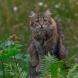 animals and wildlife